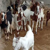 8تا بز بزرگ دورگ ابستن8راس بزغاله بزرگ
