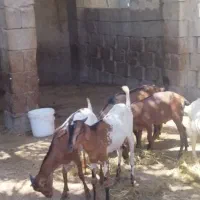 نری شهری