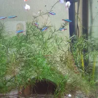 آکواریوم پلنت