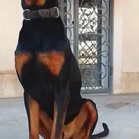 سگ دوبرمن