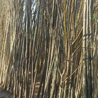 نهال زیتون تلخ در ورامین پیشوا