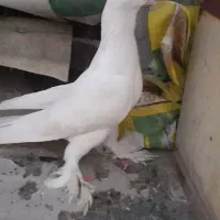 ۴ پرنده