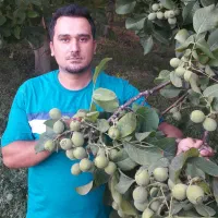 نهالستان مهندس قاسمی تولید و فروش رقم های دیرگل