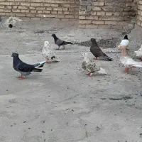۸عددکبوترنروماد
