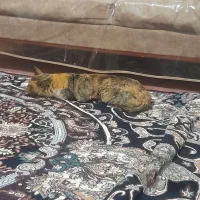 گربه زرنگ و خوشگل رایگان