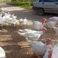 بوقلمون بیوتی