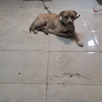 سگ بیت بول