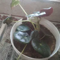 گل های طبیعی