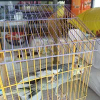 عروس هلندی ماده بالغ