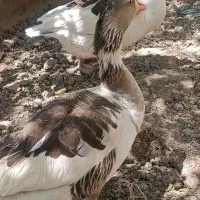 غاز
