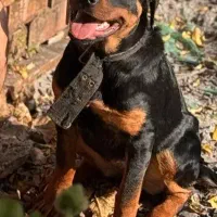 روتوایلر اصیل ماده جهت واگذاری