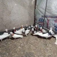 7جفت طوقی