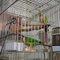 جفت مولد تظمینی طوطی گرینچیک