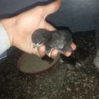 تخم نطفه دار مرندی و جوجه