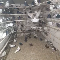 کبوتر فروشی
