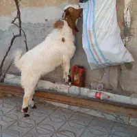 بزغاله نر امریکایی نه ماهه