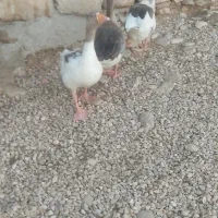 سه عدد غاز یکی نر و دوتا ماده تخم گذار