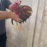 خروس گلین اصل 2 عدد
