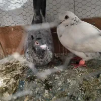 پرنده|پرنده|بهشهر, |دیوار