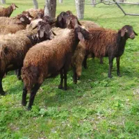 گوسفند فروشی