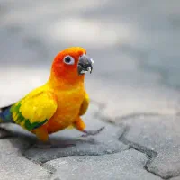 طوطی خورشیدی