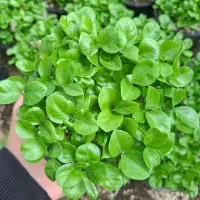 سبزه نارنج نوروز  ۱۴۰۵