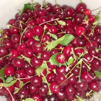 آلبالوی‌ رسمی