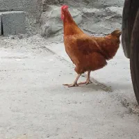 مرغ و بلدرچین