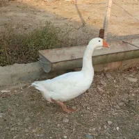 غاز نر بالغ