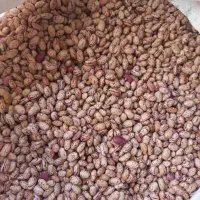 لوبیا چیتی تلاش سه تن