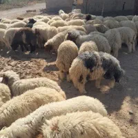 بره نذری