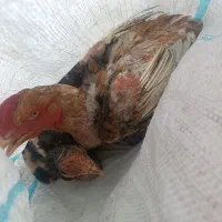 مرغ و خروس لاری وبرهما