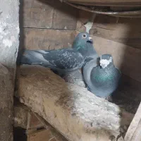 کبوتر سبز پولک