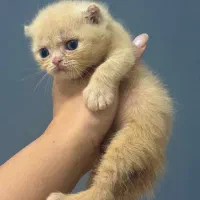 بریتیش شورت‌هیر نر گلدن هانی