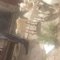دوتا کره نر سانن کوهبنان