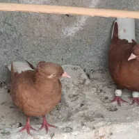 کبوتر دم سفید
