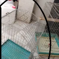 قفس