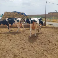 گاو شیری صنعتی  تلیسه اماده زایمان