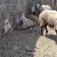 ۴عددمیش