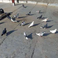 یه تیپ ۱۵ تایی کفتر پرشی عتیقه