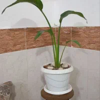 گل طبیعی نخل نیکولا