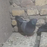 کفتر (کبوتر)