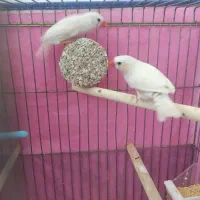 فنچ|پرنده|یاسوج, |دیوار