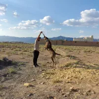 سگ خراسانی گله ای دهن پاک