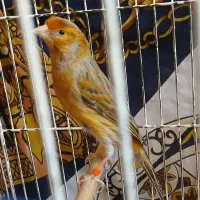 دوتا قناری نر بخوان