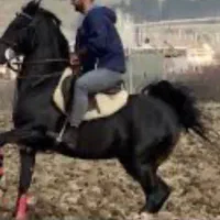 کشش اسب