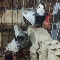 جفت طوقی