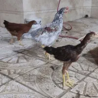 سه تا مرغ خانگی یکی لاری هست