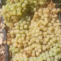 فروش انگور شیراز