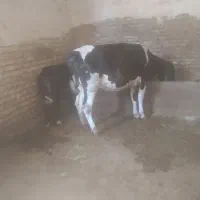 گاو